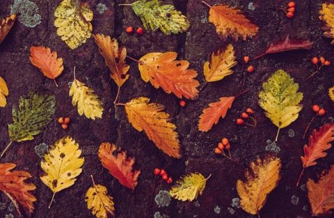 Les Feuilles Mortes En Paillage Le Potager Permacole