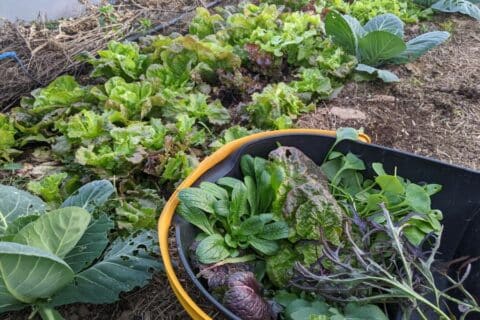 Culture sous serre récolter des verdures tout l hiver Le potager