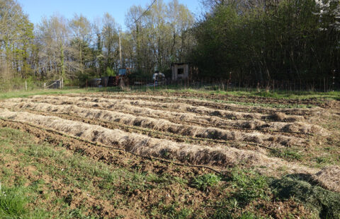 La Milpa En Pratique Le Potager Permacole