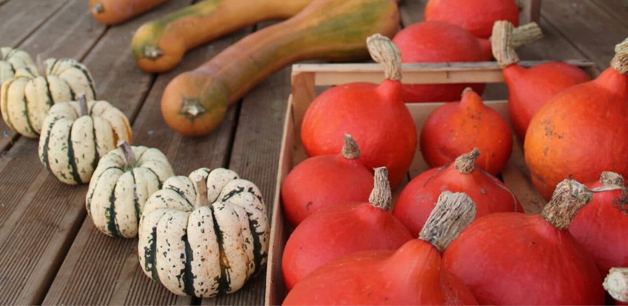 R Colter Les Courges Et Les Faire S Cher Le Potager Permacole