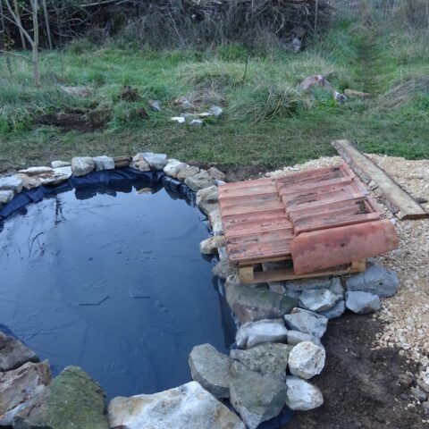 Une Mare Naturelle Au Jardin Visites Et M Thodes Le Potager Permacole