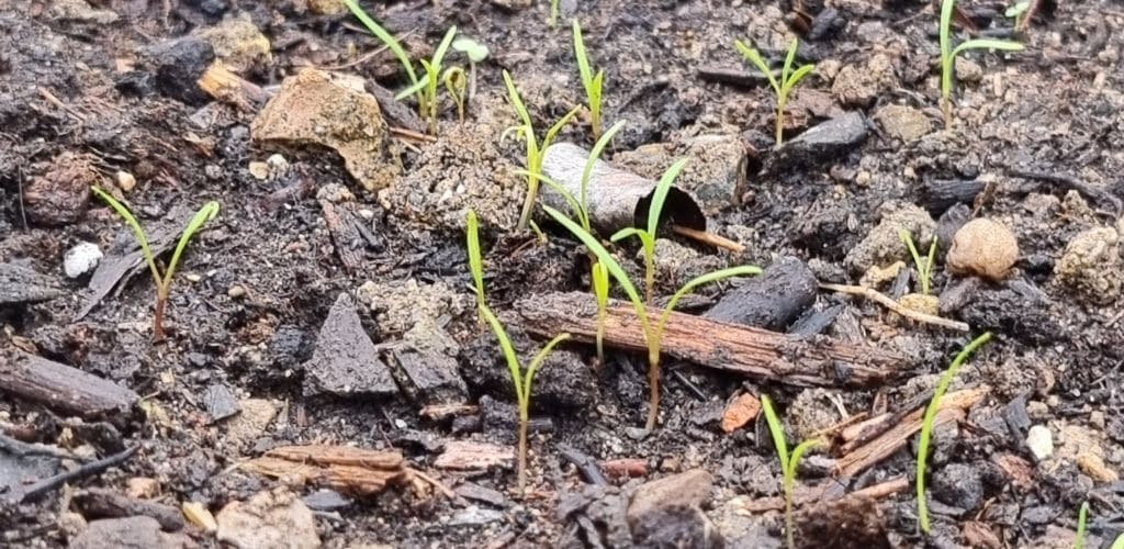 Réussir son semis de carotte en sol argileux en 4 étapes