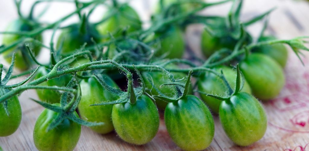 3 astuces pour avoir moins de tomates vertes en fin de saison