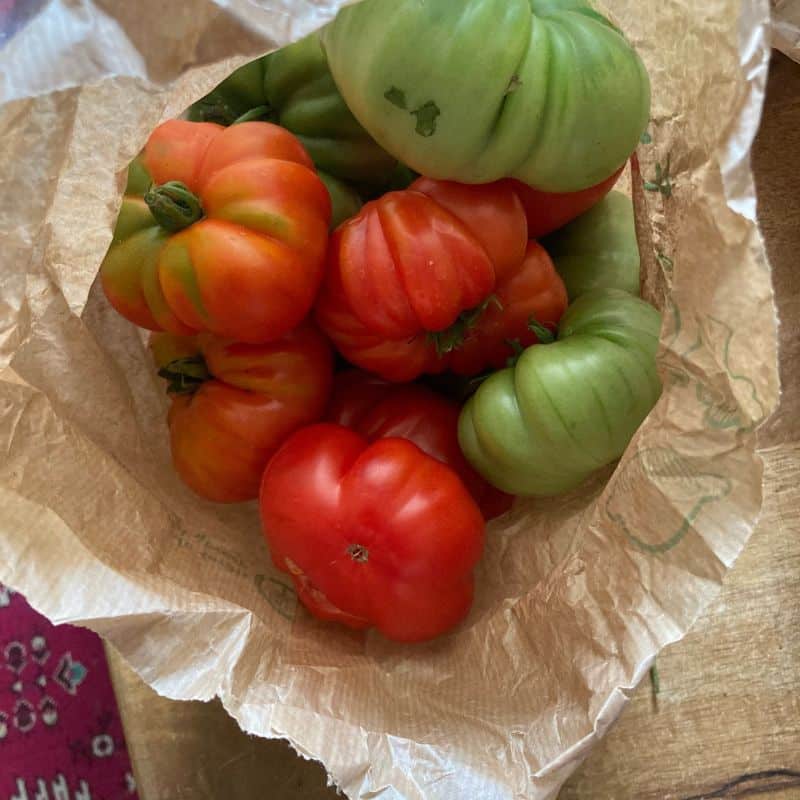 tomates qui murissent en sac 