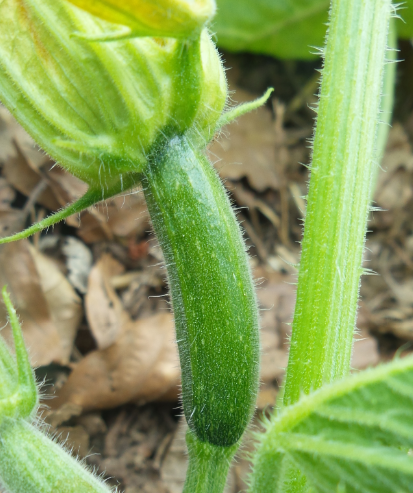 courgette permaculture