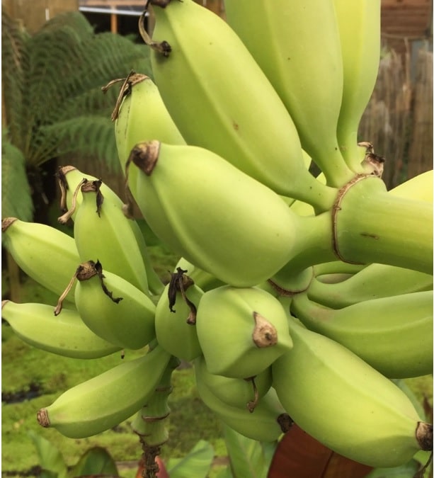 banane permaculture