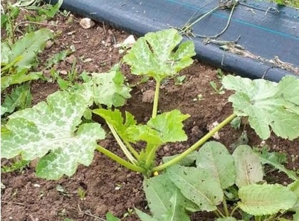 courgette