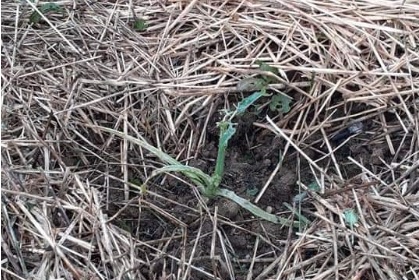 courgette2