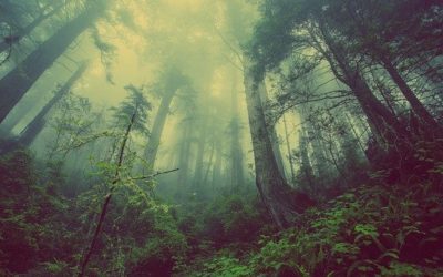 Les arbres : êtres indispensables et mystérieux