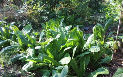 Comment forcer les endives (et autres plantes)