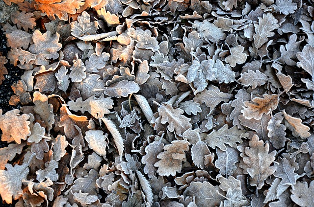 paillage feuilles mortes