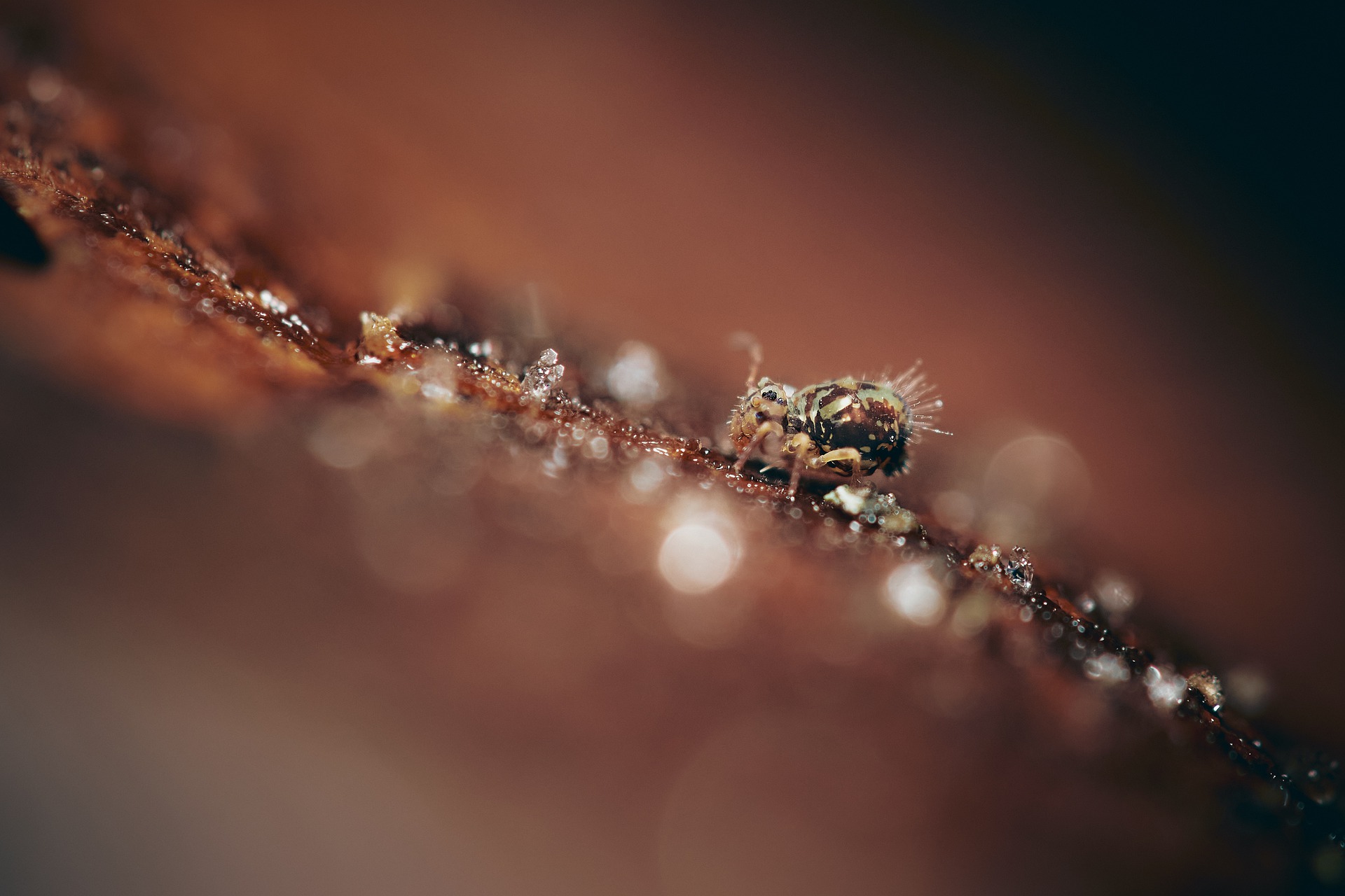 springtail-6150220_1920