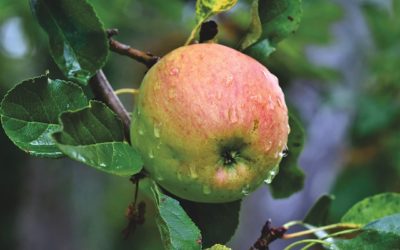 L’art de conserver les pommes [Article abonnés]