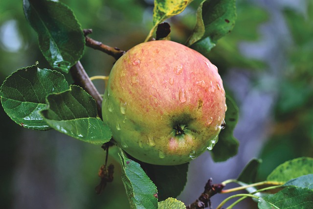 L’art de conserver les pommes [Article abonnés]