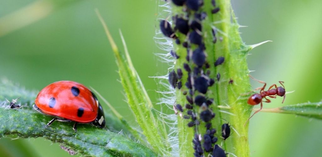 coccinelle permaculture