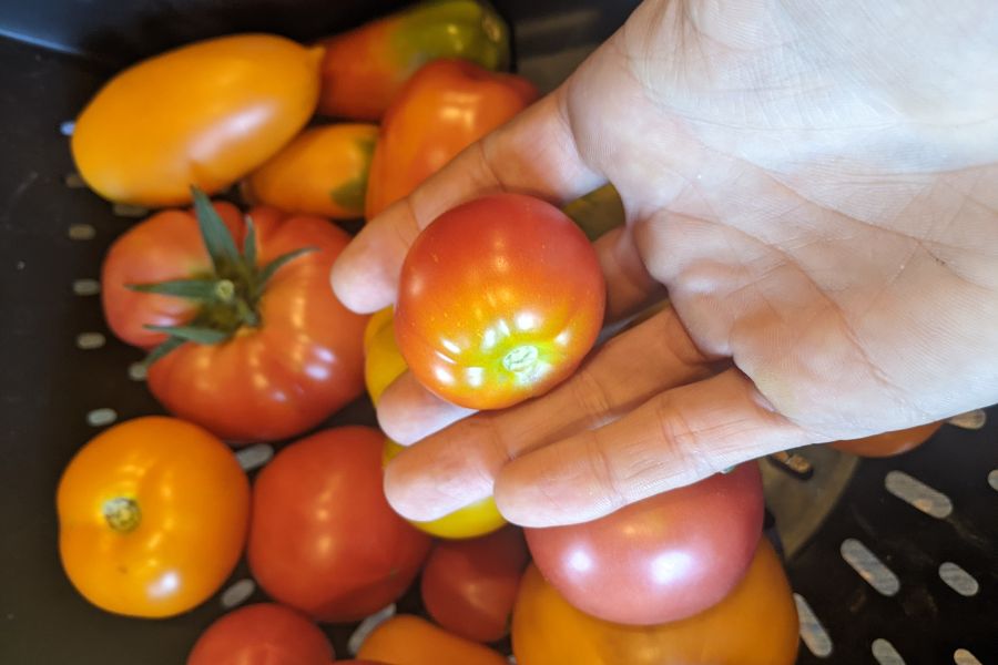 tomate précoce 