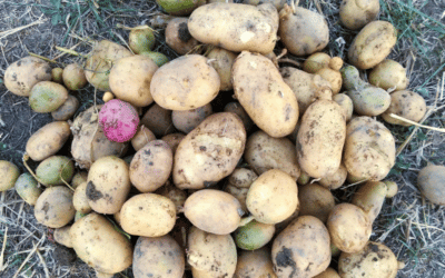 Quand planter les pommes de terre ? (et comment bien le faire)