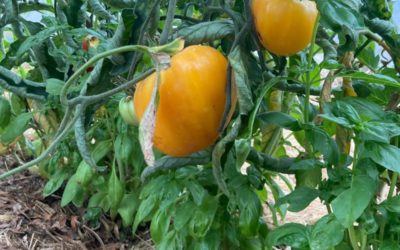 Associations de culture avec la tomate : toutes celles qui fonctionnent