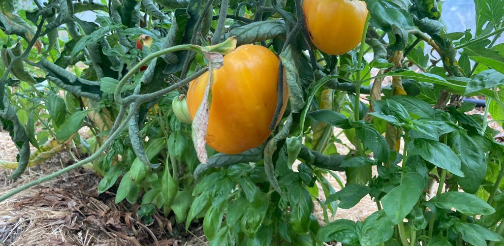 Associations tomates : toutes celles qui fonctionnent