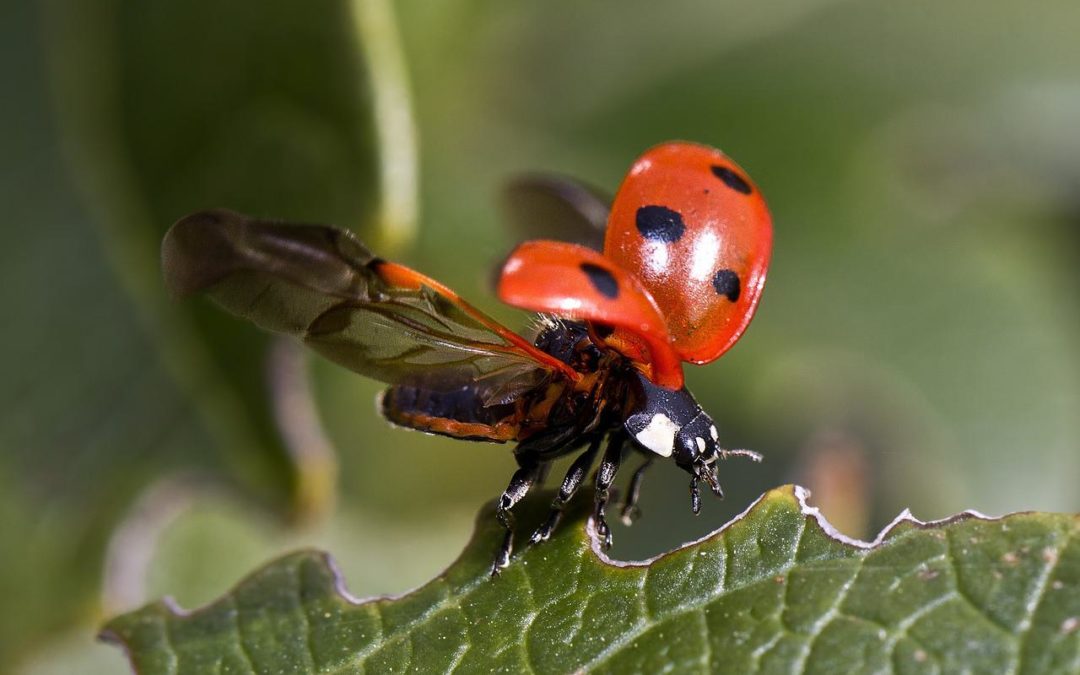 La coccinelle : un auxiliaire merveilleux
