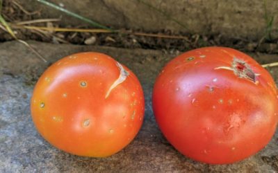 SOS mes tomates sont envahies par les punaises 