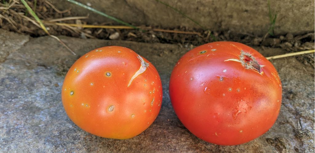 SOS mes tomates sont envahies par les punaises 