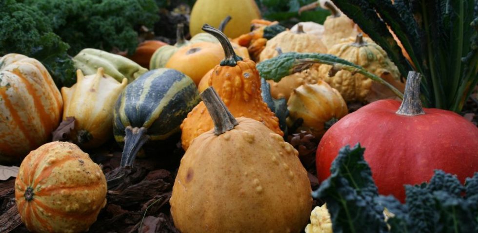 Raquette de courge Prince Triple Menace Tungstène TT Guerrier