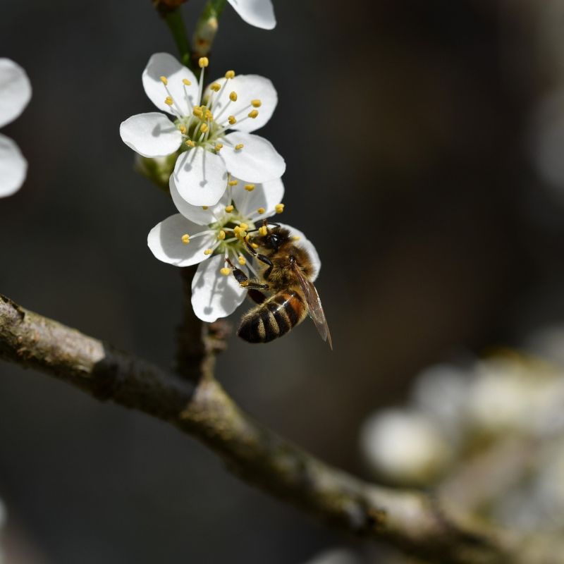 abeille fleur