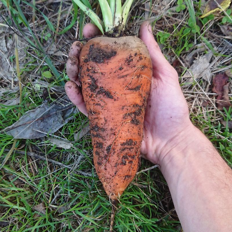 carotte récolte 