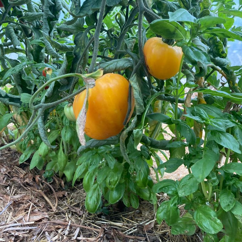 association tomate basilic 