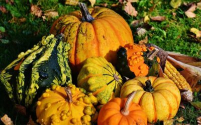 Calendrier permaculture mois par mois – Septembre