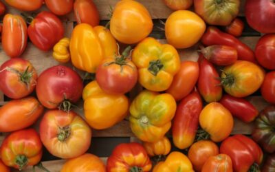 Des tomates en bonne santé [Article abonnés]