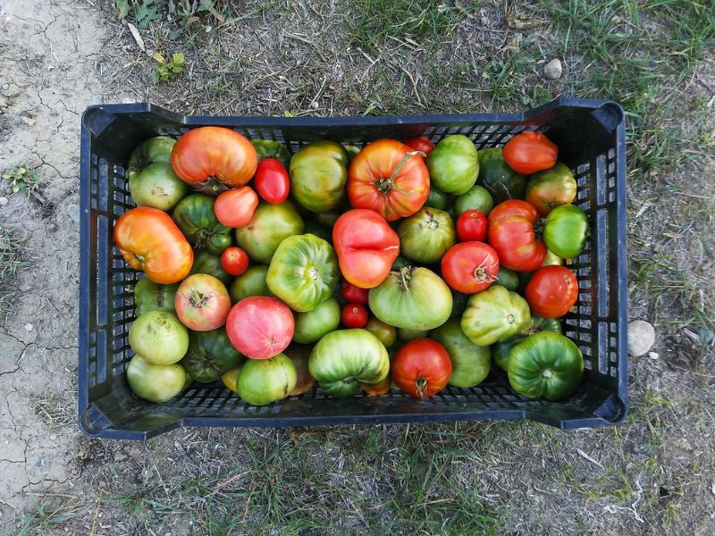 récolte tomate pour murir a la maison 