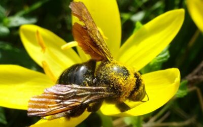 Que font les abeilles solitaires en hiver ? [Article abonnés]