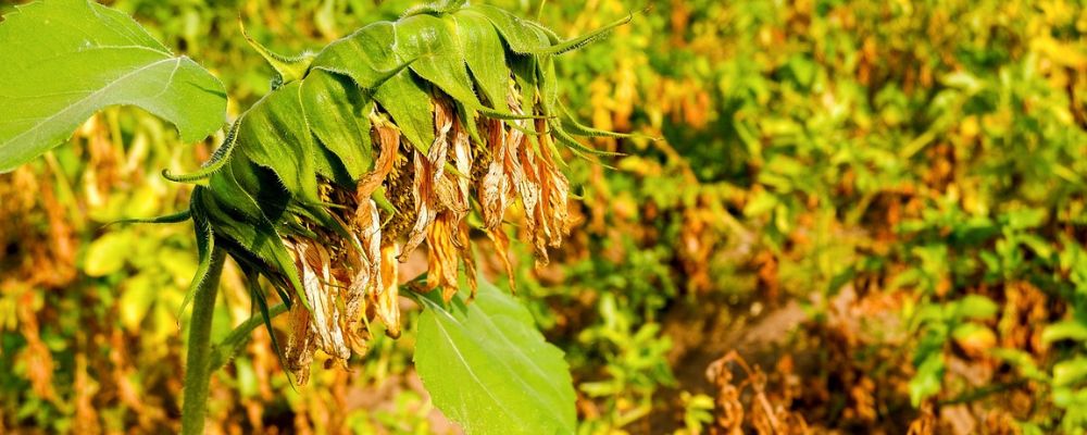 Tournesol secheresse