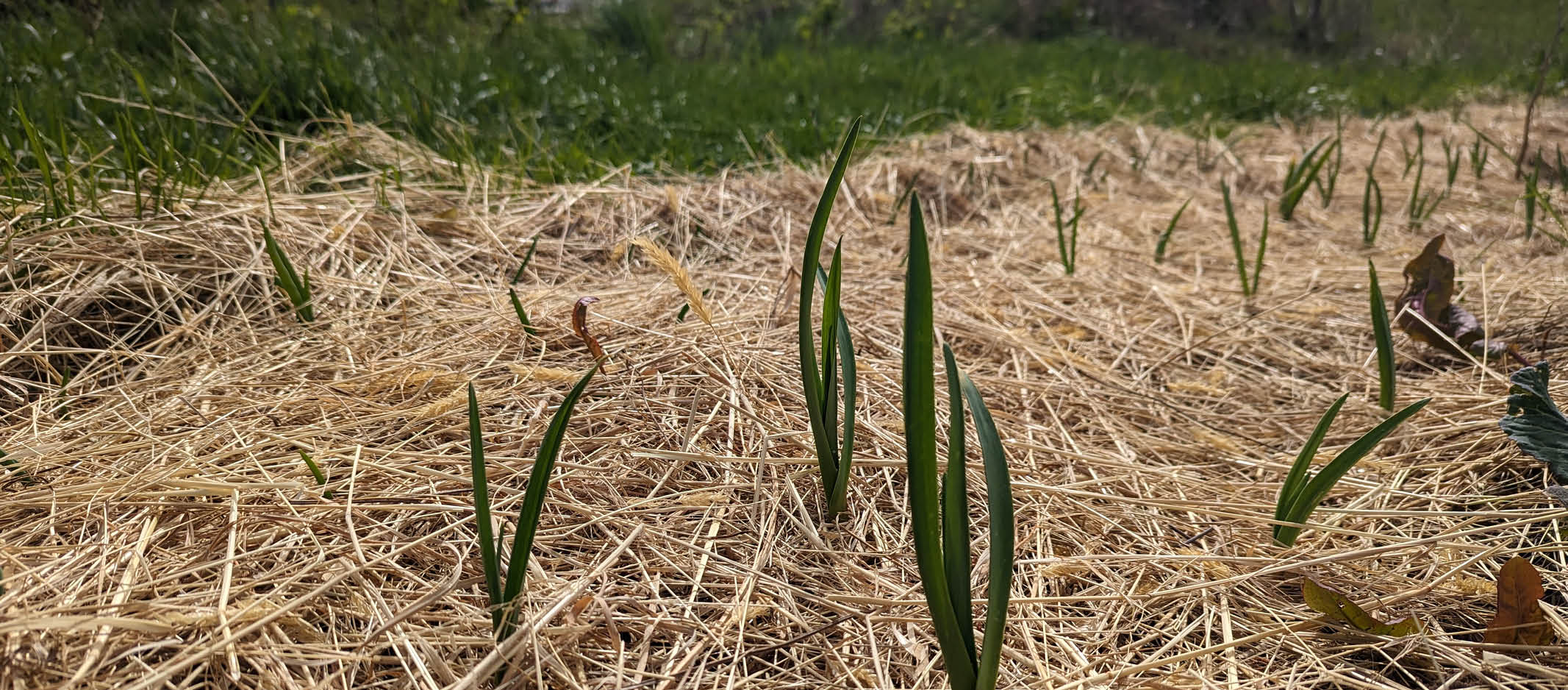 paillage potager automne