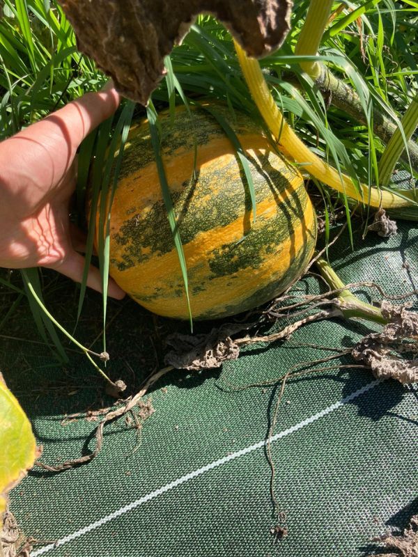 courge sur bache