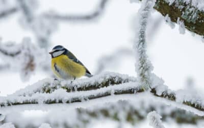Faut-il nourrir les oiseaux en hiver ? 