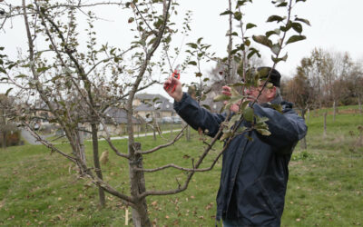La taille des arbres fruitiers selon un Croqueur de pommes [Article abonnés]
