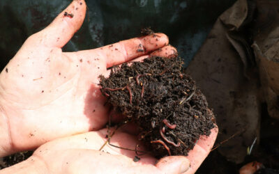 Le compost : or noir ou pollution ? [Article abonnés]