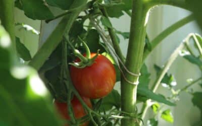 Pourquoi tuteurer les tomates ? 