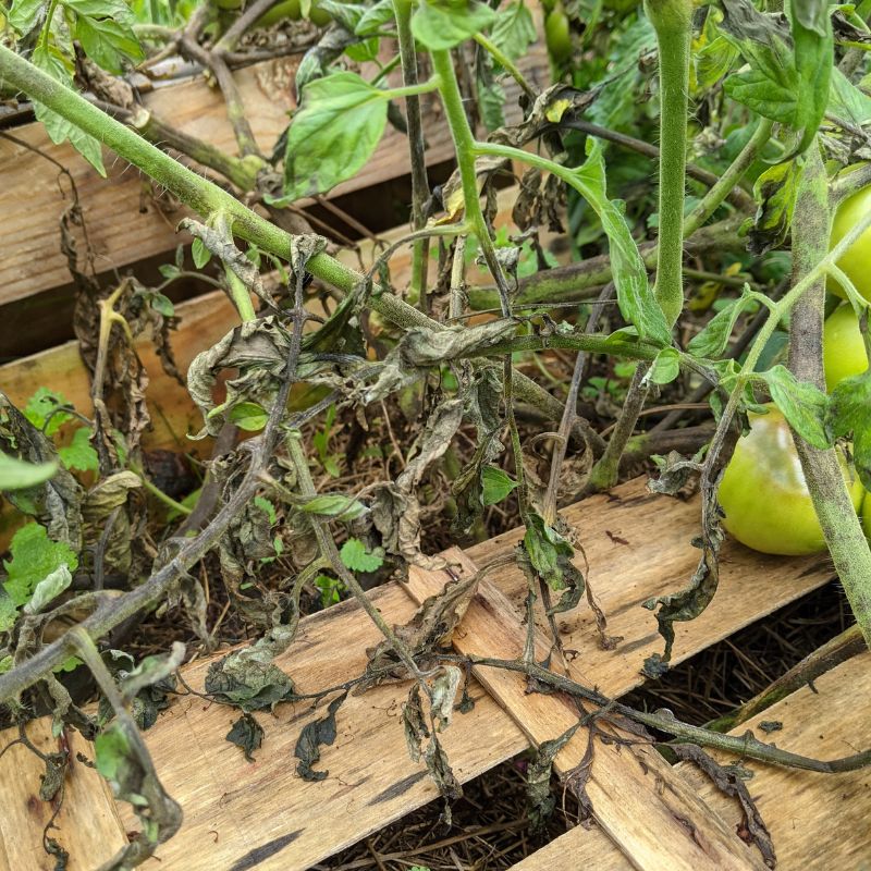 tomate mildiou cagettes