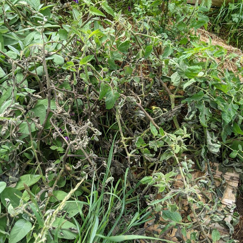 tomates non tuteurés mildiou