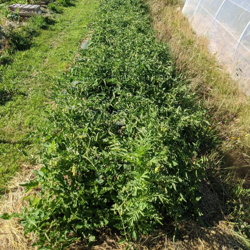 tomate roma non tuteurées 