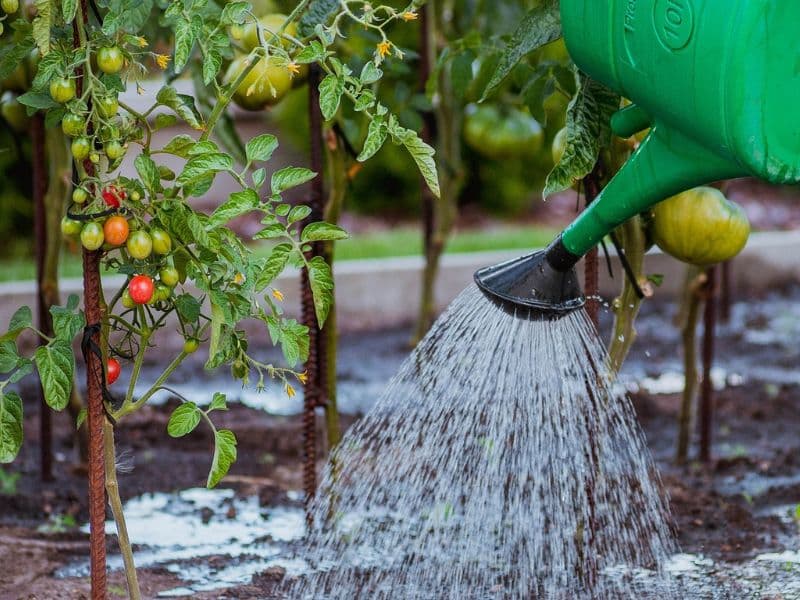 Arrosage tomate au pied 