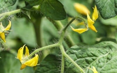 La pollinisation des tomates