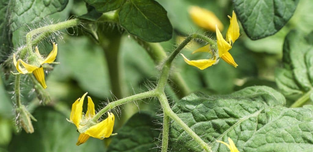fleur tomate