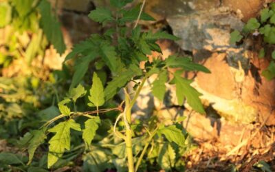 Quel espacement pour mes tomates ? 