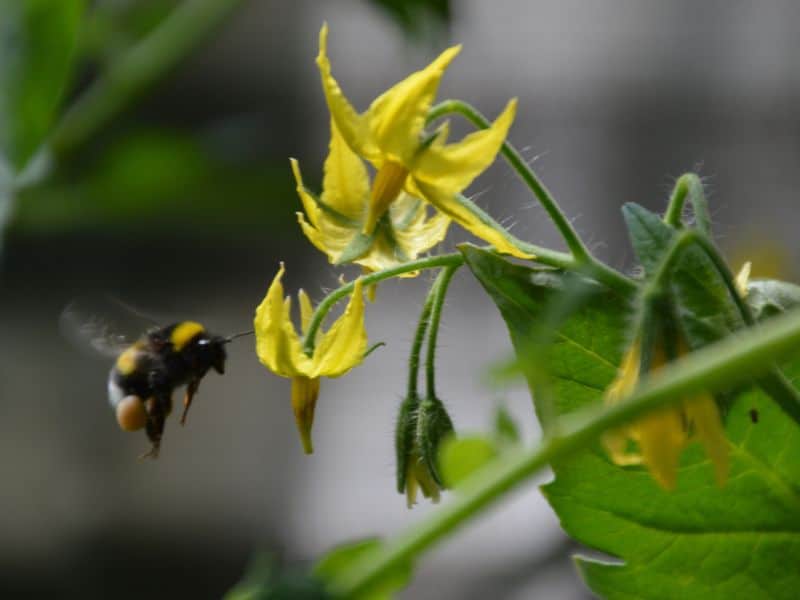 bourdon fleur tomate