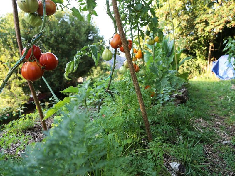 association tomate carotte